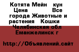 Котята Мейн - кун › Цена ­ 19 000 - Все города Животные и растения » Кошки   . Челябинская обл.,Еманжелинск г.